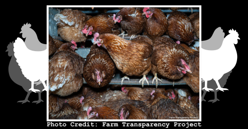 crowded hens