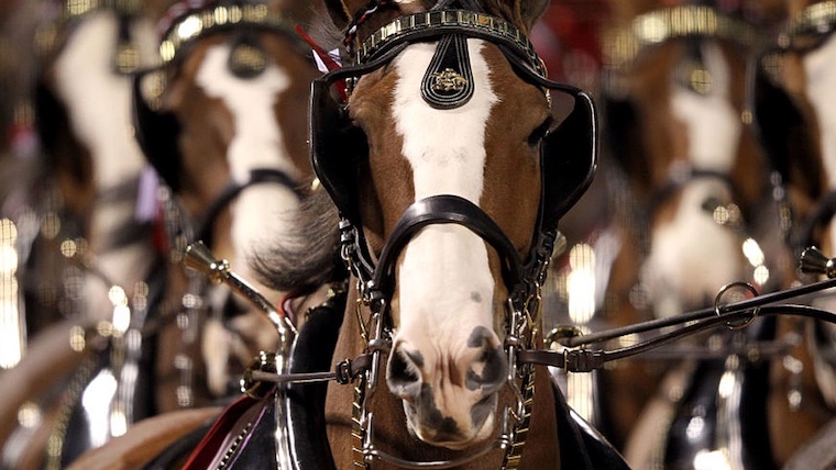 Clydesdales