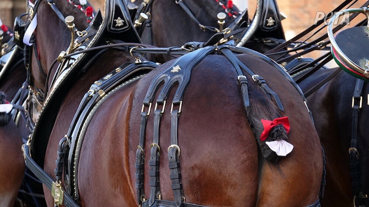 Clydesdale's amputated tail