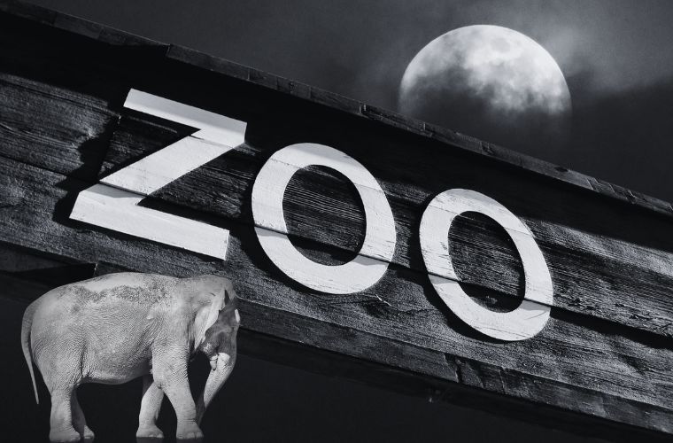 image of elephant, zoo sign, and the moon
