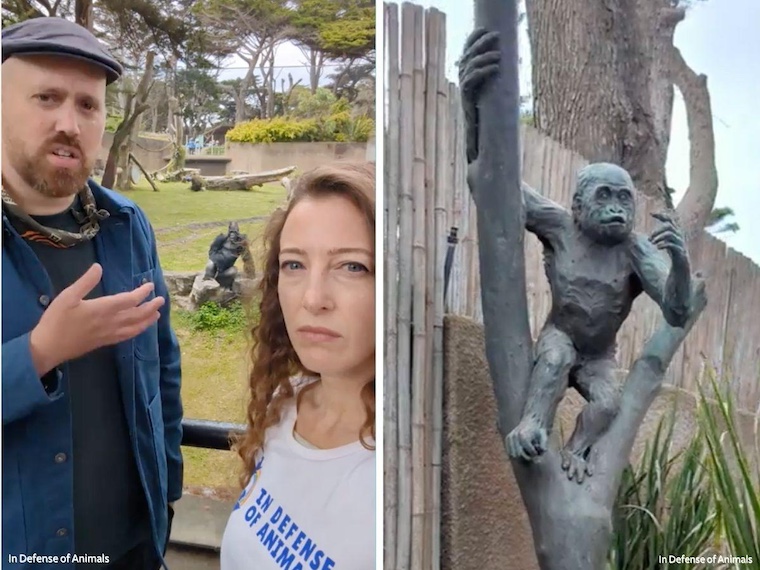 gorilla