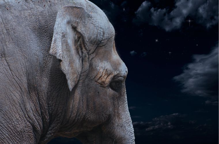 image of elephant and night sky