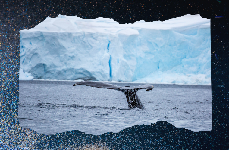 whale's tale, ice, and krill
