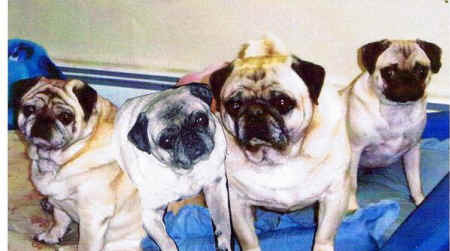 god's creatures, dog, unconditional love