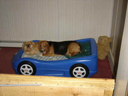 god's creatures, dogs, unconditional love
