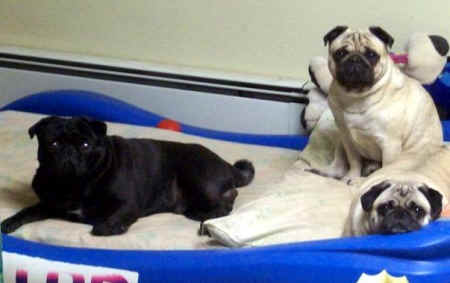 god's creatures, dogs, unconditional love