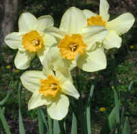 Daffodils
