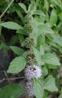 American Wild Mint