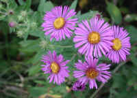 New England Aster
