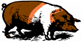 hr-199603-05-pig