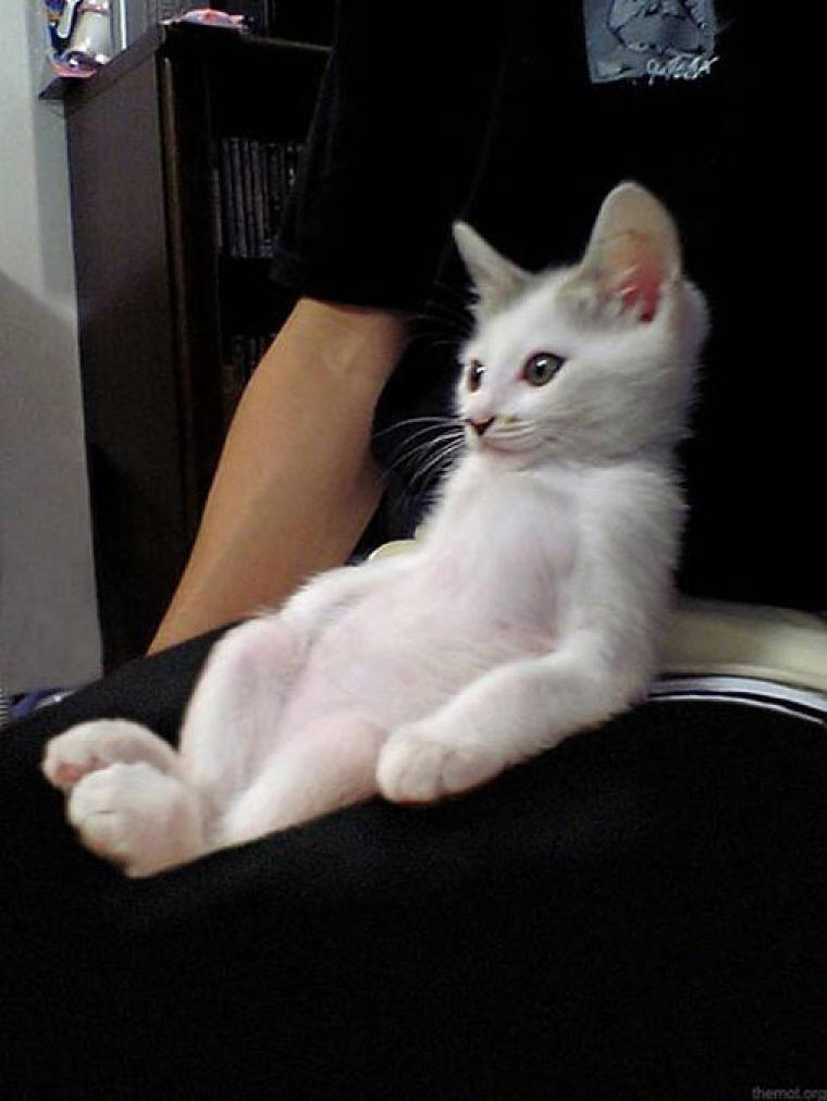 Photo - 444