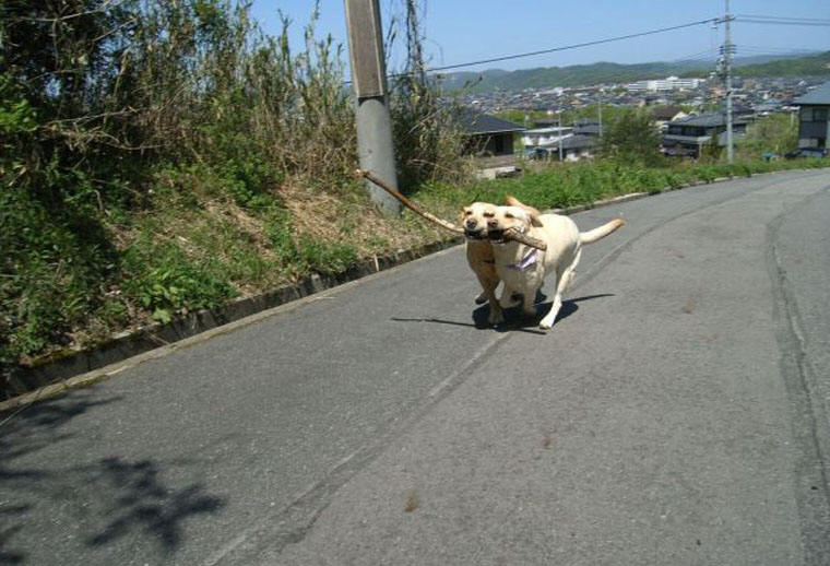 Photo - 461