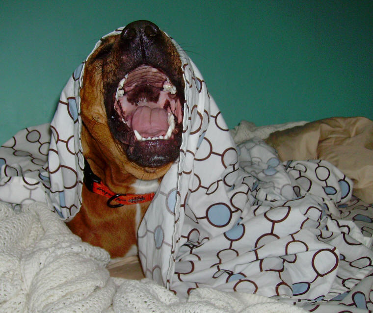 Humorous, Funny and Cute Animal Photos - 471