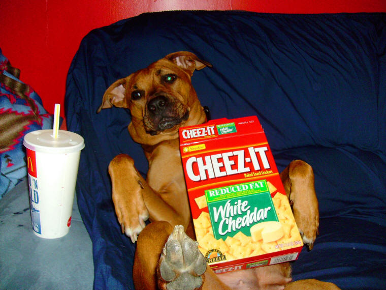 Humorous, Funny and Cute Animal Photos - 473