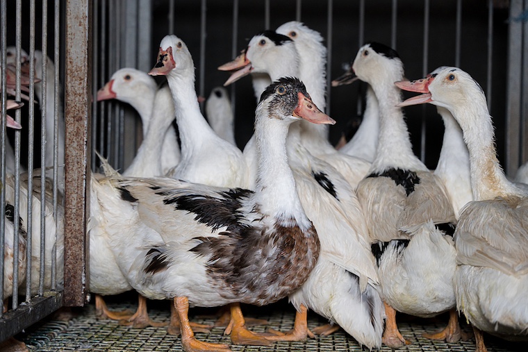 ducks who will be force-fed for foie gras