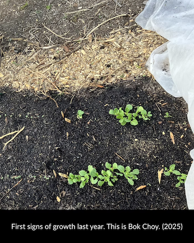 bok choy sprouting