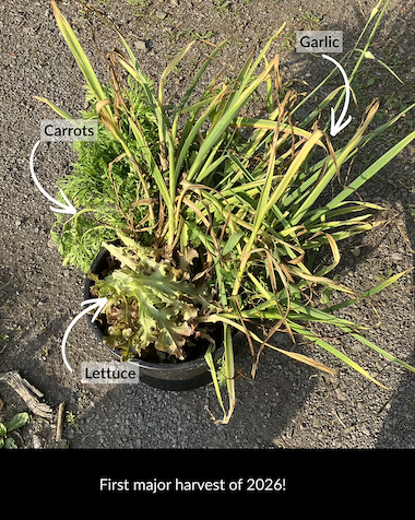 harvest of carrots, lettuce, and garlic