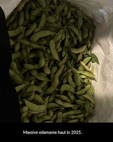 edamame