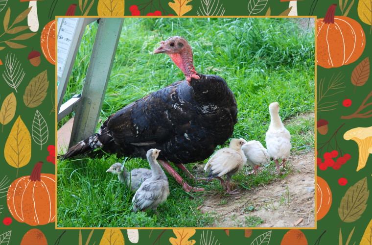 turkey with chicks and autumn pattern