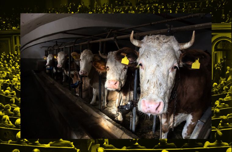 image of cows and congress