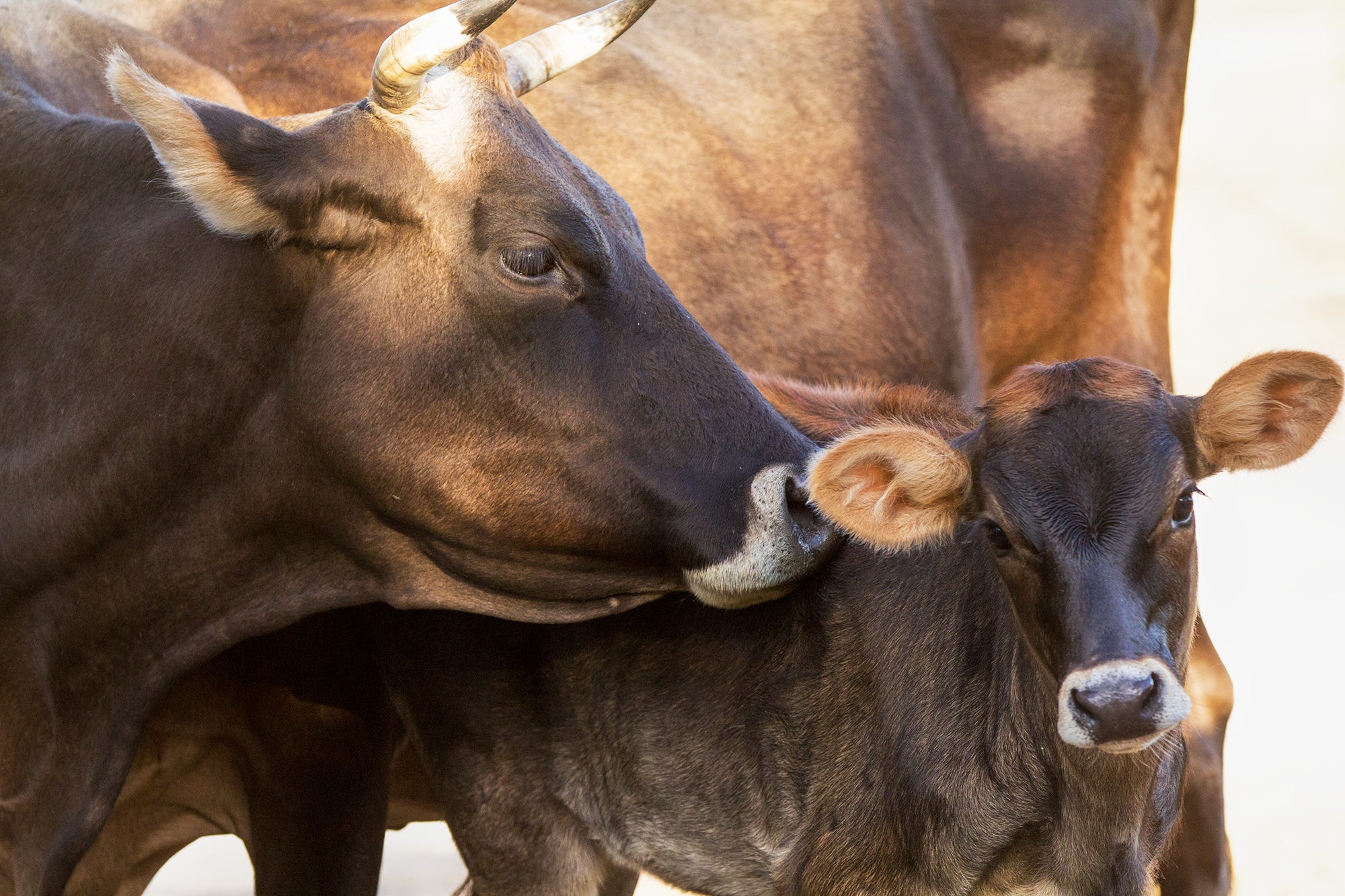 cow and her calf