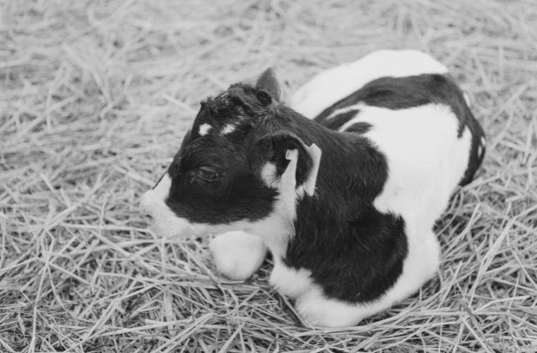 black and white photo of calf