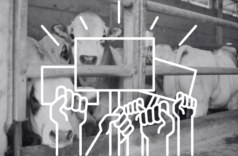 protest illustration and photo of cows