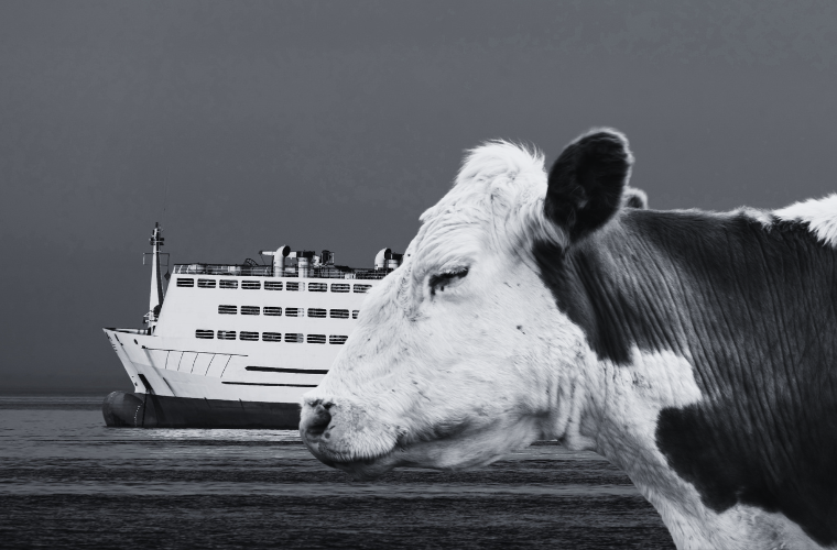 cow and livestock carrier
