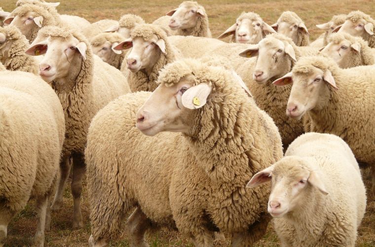 sheep