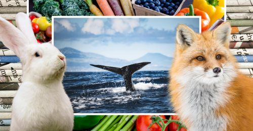 images representing content in this week's newsletter