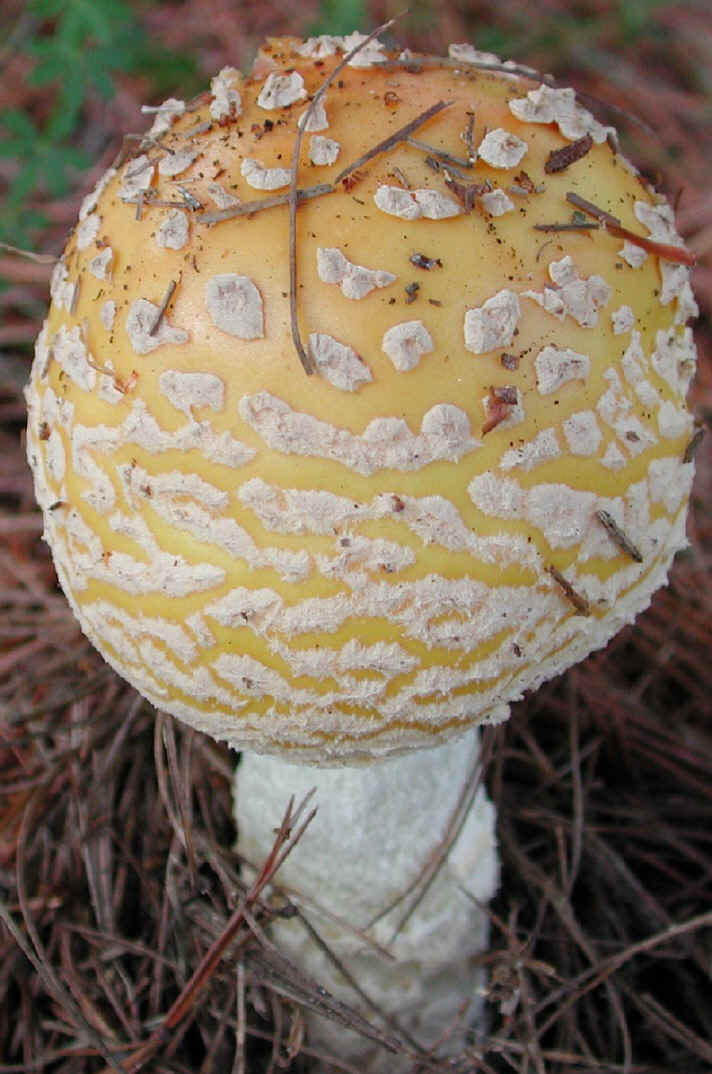 fau-amanita2.jpg