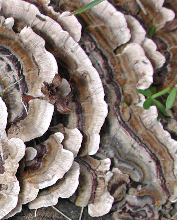 fau-coriolusversicolor-05