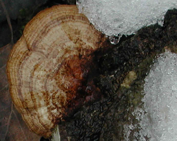 fau-coriolusversicolor-15