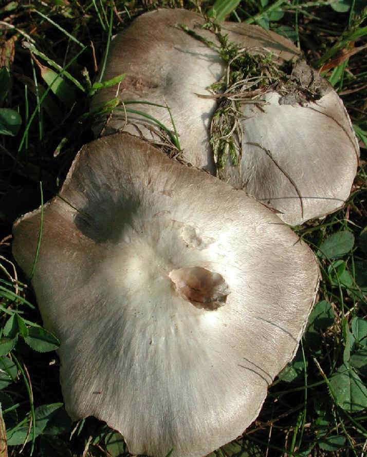 fau-tricholomatigrinum.jpg