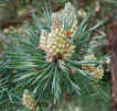 ftshl-austrianpine2.jpg (73807 bytes)