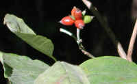 Flowering Dogwood (Cornus florida) - 21
