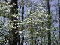 Flowering Dogwood (Cornus florida) - 34