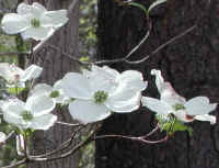 Flowering Dogwood (Cornus florida) - 44a