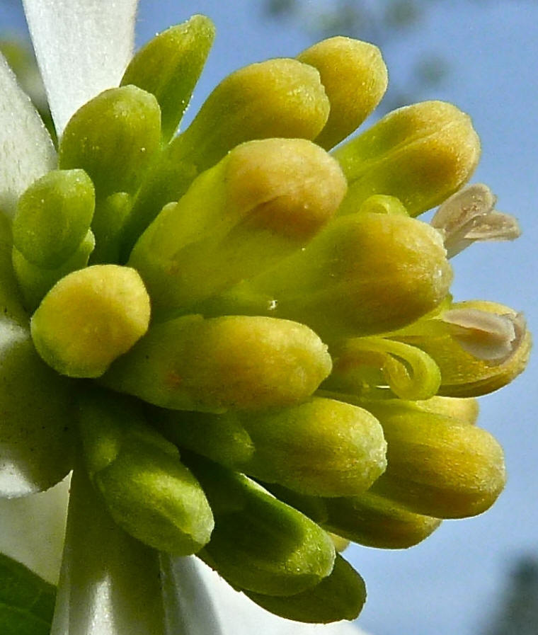 Flowering Dogwood (Cornus florida) - 57a