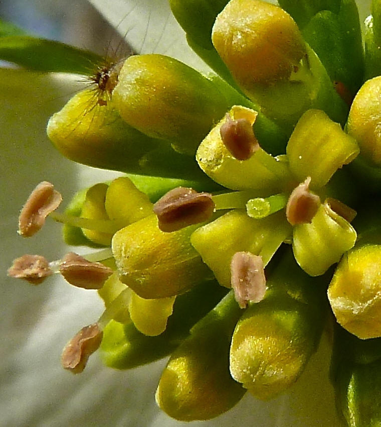 Flowering Dogwood (Cornus florida) - 60a