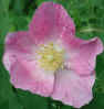 ftshl-wildrose1.jpg (44097 bytes)