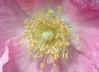 ftshl-wildrose2.jpg (23304 bytes)
