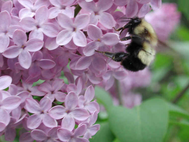 Bumble Bees (Bombus) - 05
