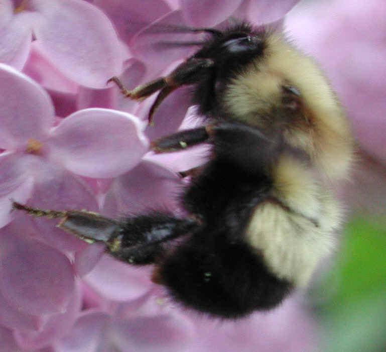 Bumble Bees (Bombus) - 05a
