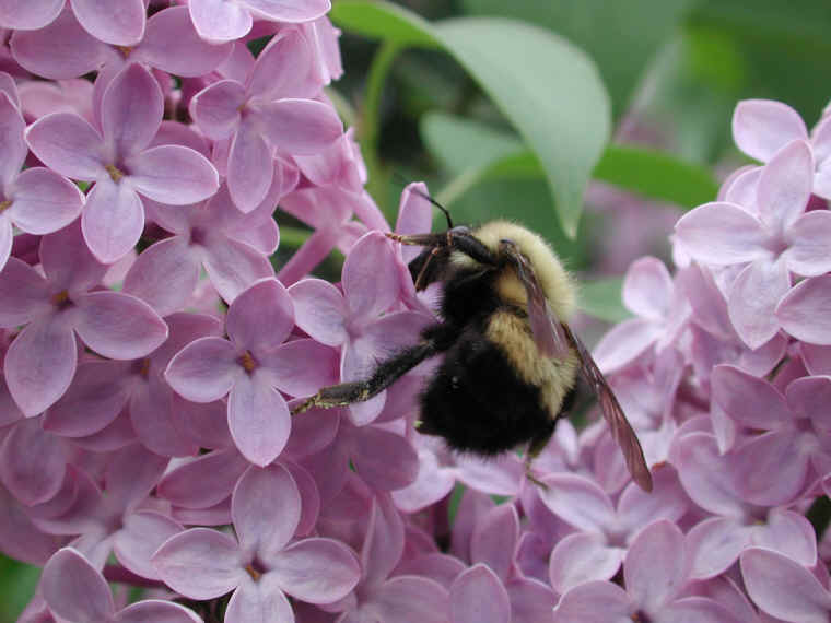 Bumble Bees (Bombus) - 07