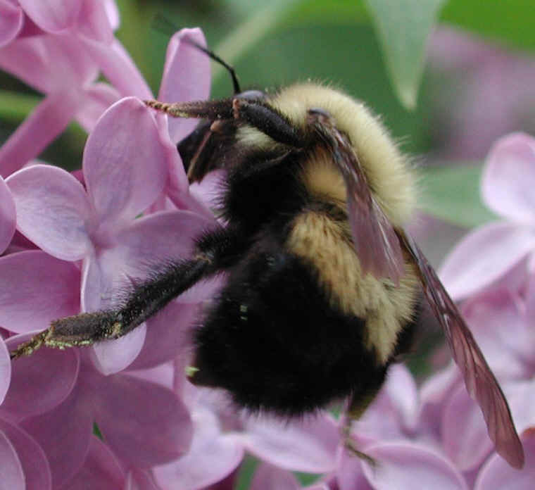 Bumble Bees (Bombus) - 07a