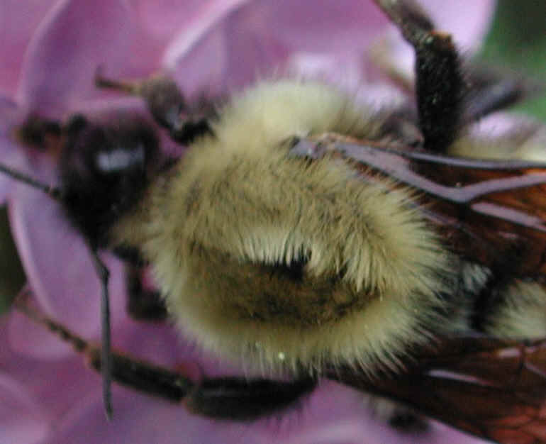 Bumble Bees (Bombus) - 08a