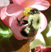 Bumblebee