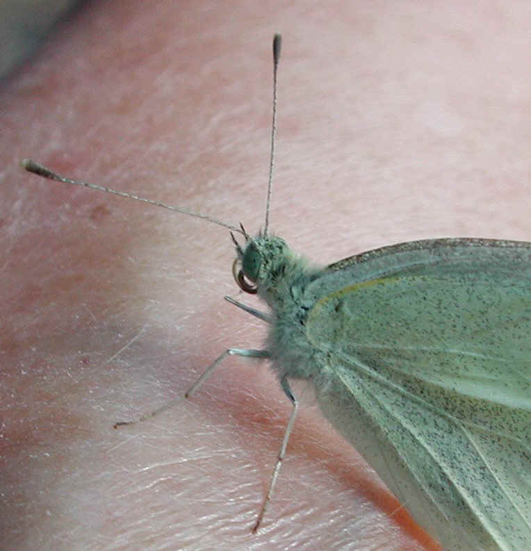 Cabbage White Butterfly (Pieris rapae) - 04a