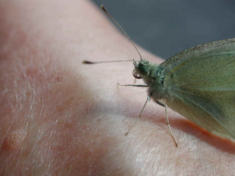 Cabbage White Butterfly (Pieris rapae) - 05